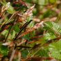 Groene beukenhaag blad van dichtbij